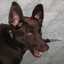 DogWifKnife